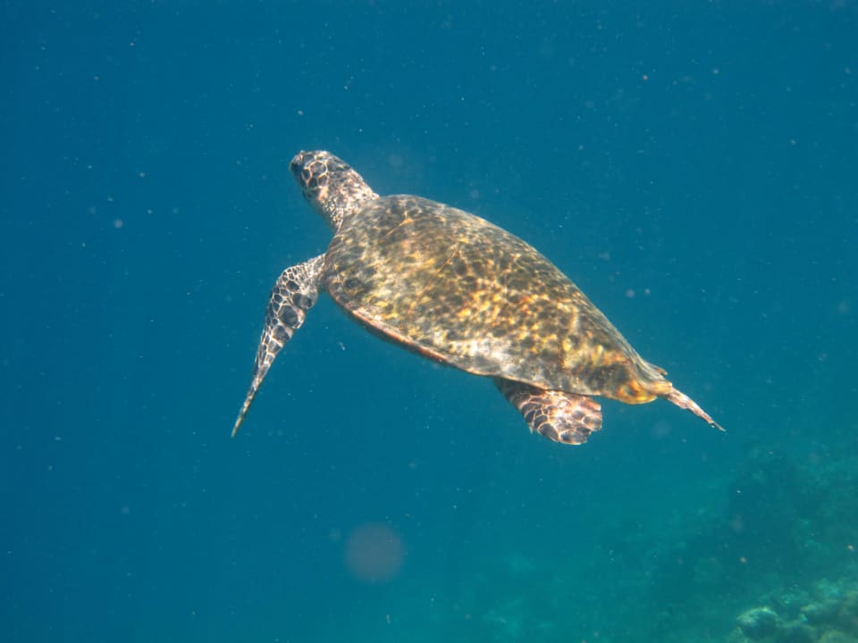 Schildkröte am Hausriff Diamonds Thudufushi