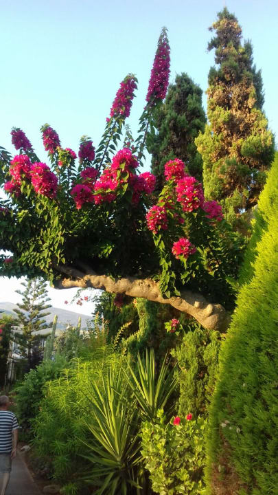 Gartenanlage Phãea Cretan Malia