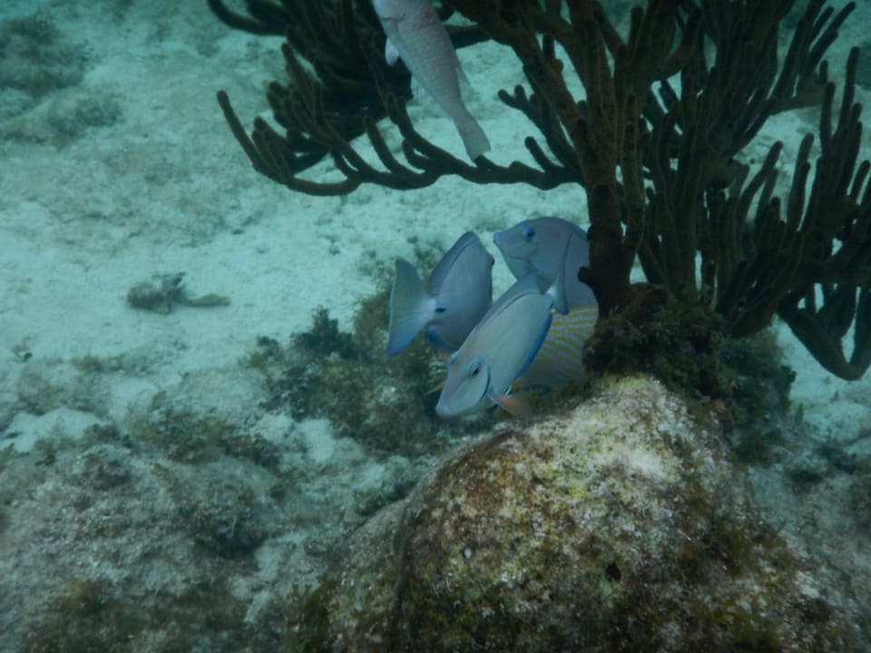 Strand Akumal Bay Beach & Wellness Resort