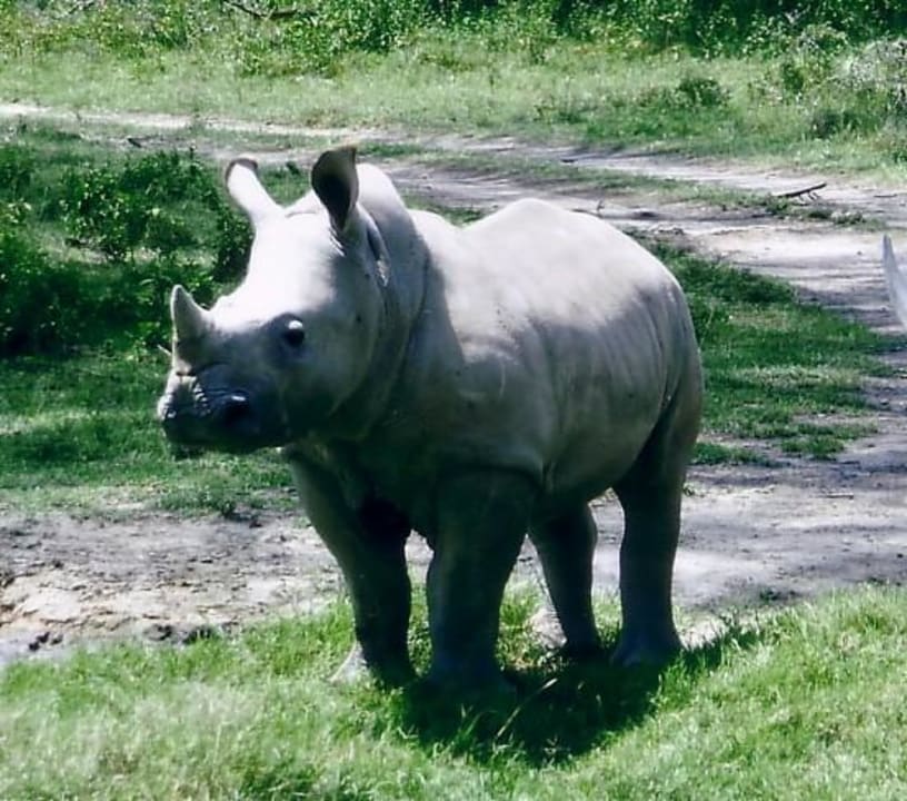 Nachwuchs im Nakuru N.P. Hotel Lake Nakuru Lodge