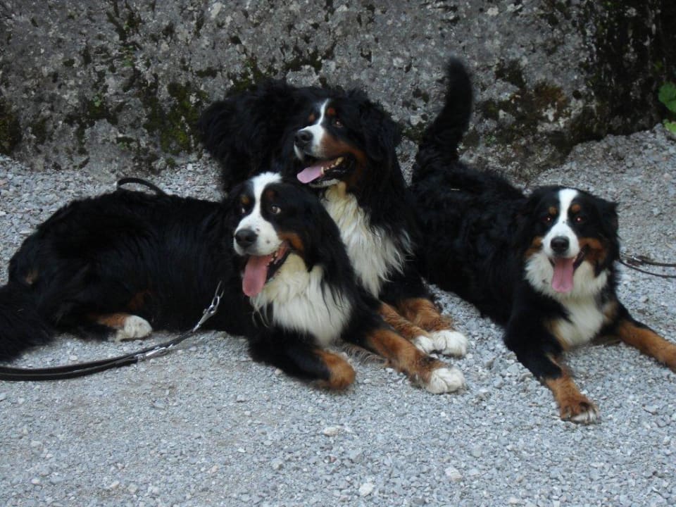 3 dikke vrienden Hotel Auffacher Hof
