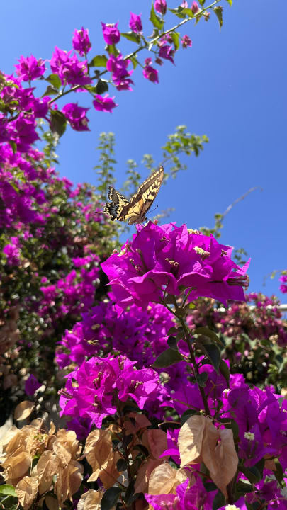 Gartenanlage Hydramis Palace Beach Resort