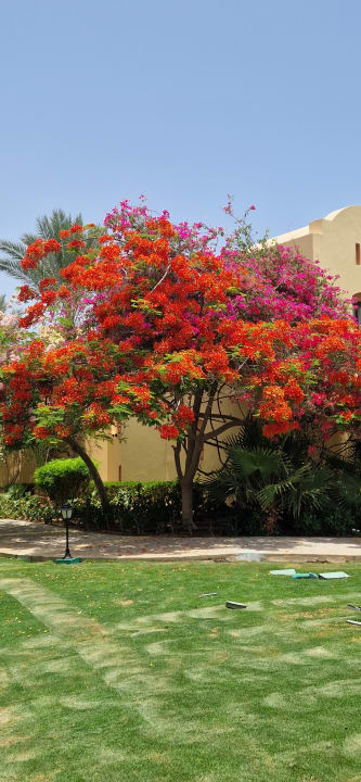 Gartenanlage Steigenberger Coraya Beach - Adults only