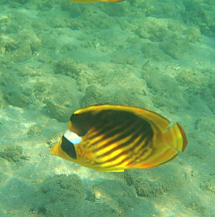 Strand Pickalbatros Palace Resort