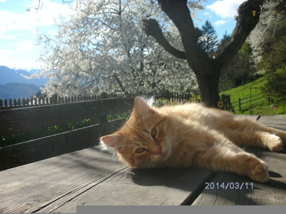 Sonstiges Gasthaus Forstnighof