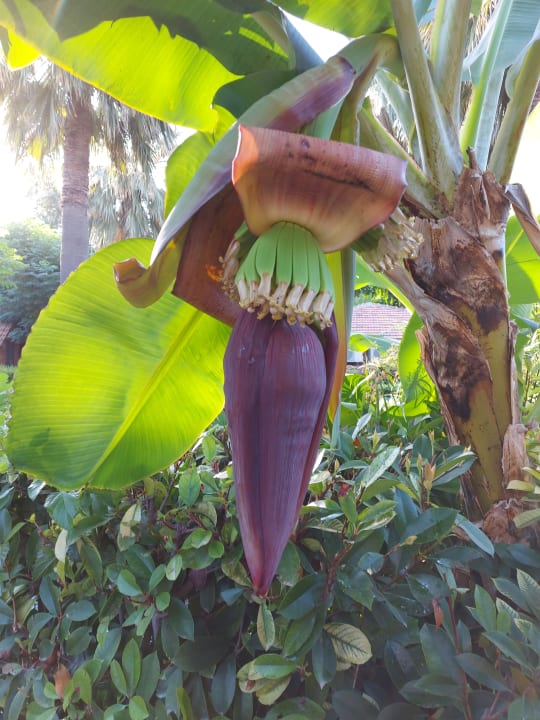 Gartenanlage Can Garden Beach