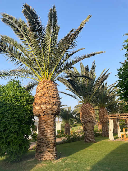 Gartenanlage Fort Arabesque Resort, Spa & Villas