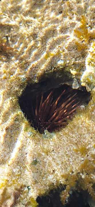 Strand Serenity Alpha Beach