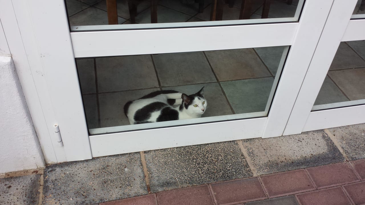 Katzen überall! Apartamentos LIVVO Morromar