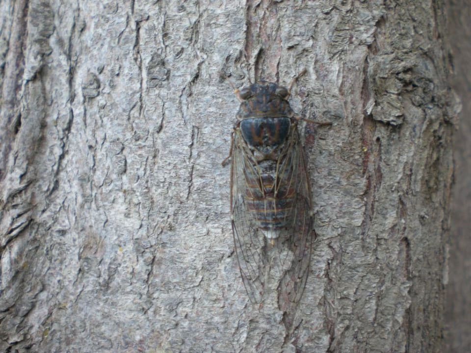 Zikade Anissa Beach & Village