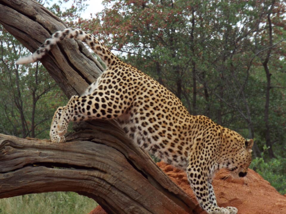 Mittagsfahrt: Leopardin Okonjima Lodge Maincamp & Bushcamp & The Villa