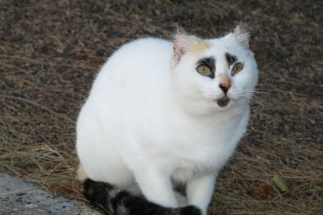 Lokator hotelu Hotel THB Tropical Island