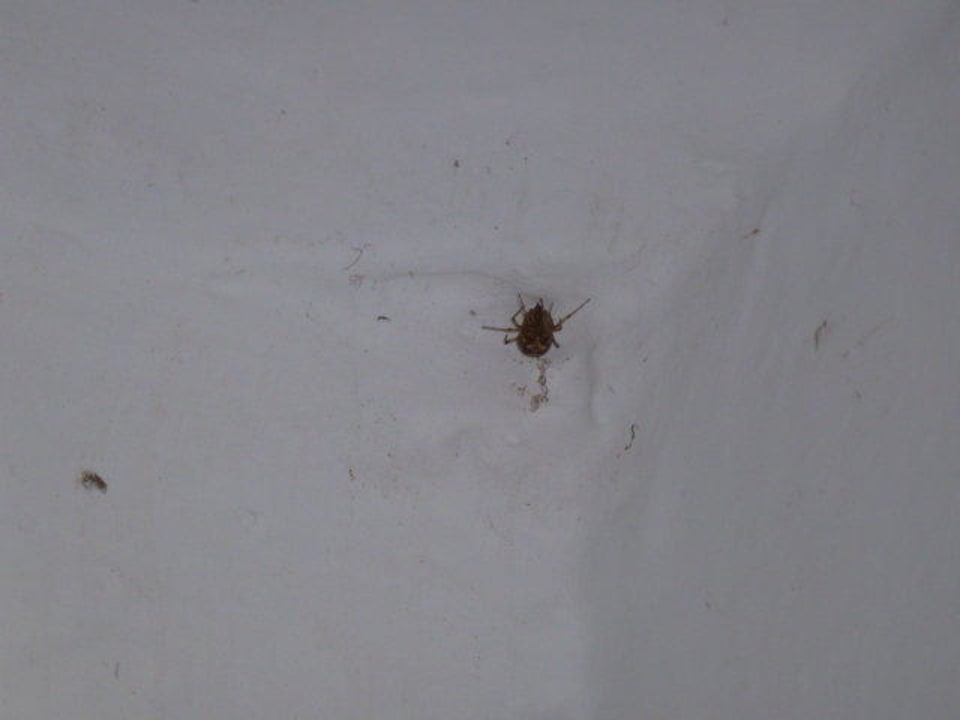 Spinnen an jeder Ecke Apartments Polynesia Plava Laguna