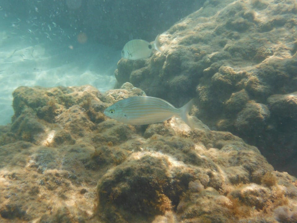 Fische unweit des Strandes High Beach Resort