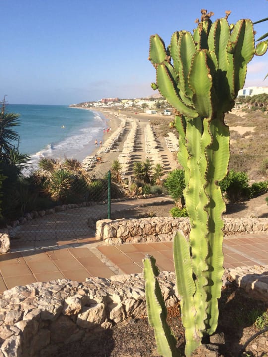 Große Kaktusse SBH Hotel Taro Beach