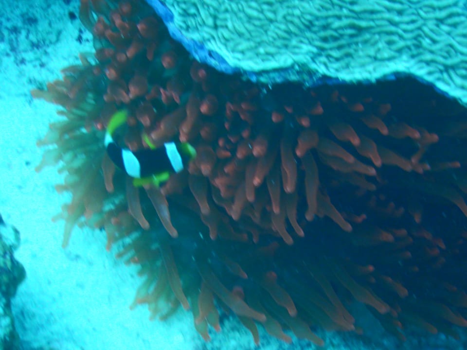 Sport & Freizeit Cinnamon Hakuraa Huraa Maldives