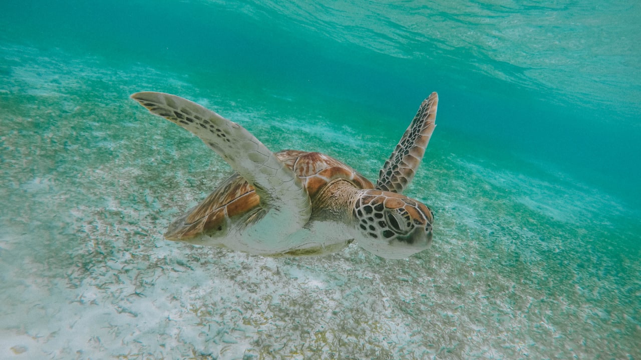 Strand Biyadhoo Island Resort