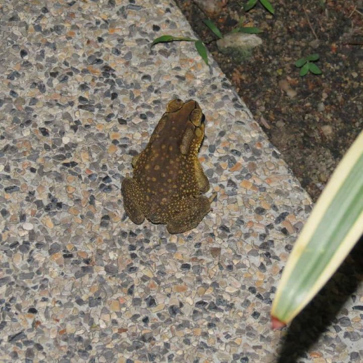 Haustiere Bandara Spa Resort & Pool Villas, Samui