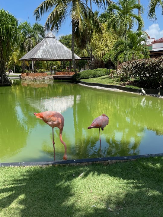 Gartenanlage Caribe Deluxe Princess