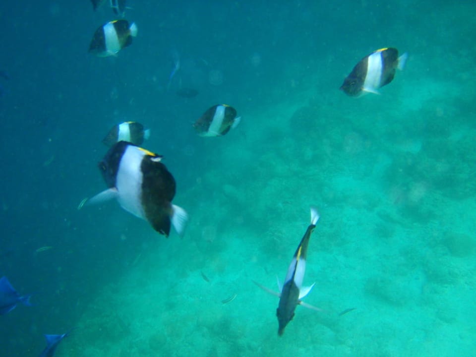 Schnorchelwelt NH Collection Maldives Reethi Resort