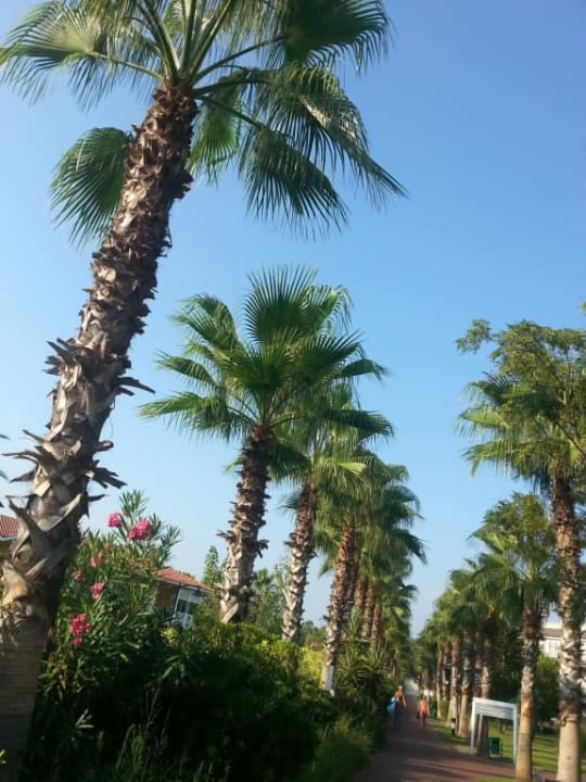 Alejka Sunis Elita Beach Resort & Spa