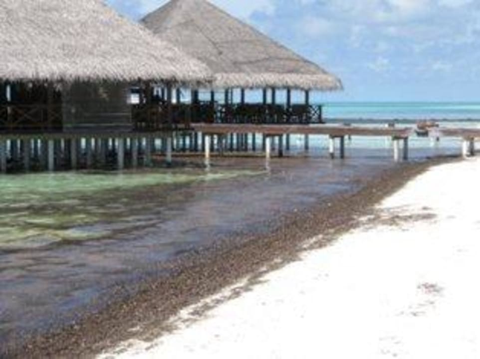 Mořská tráva na hl. pláži Medhufushi Island Resort