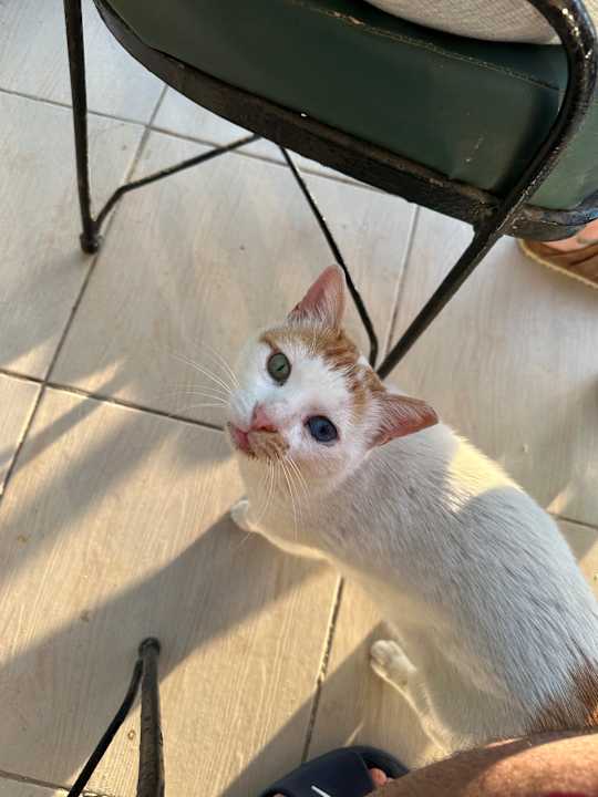 Sonstiges Giftun Azur Resort