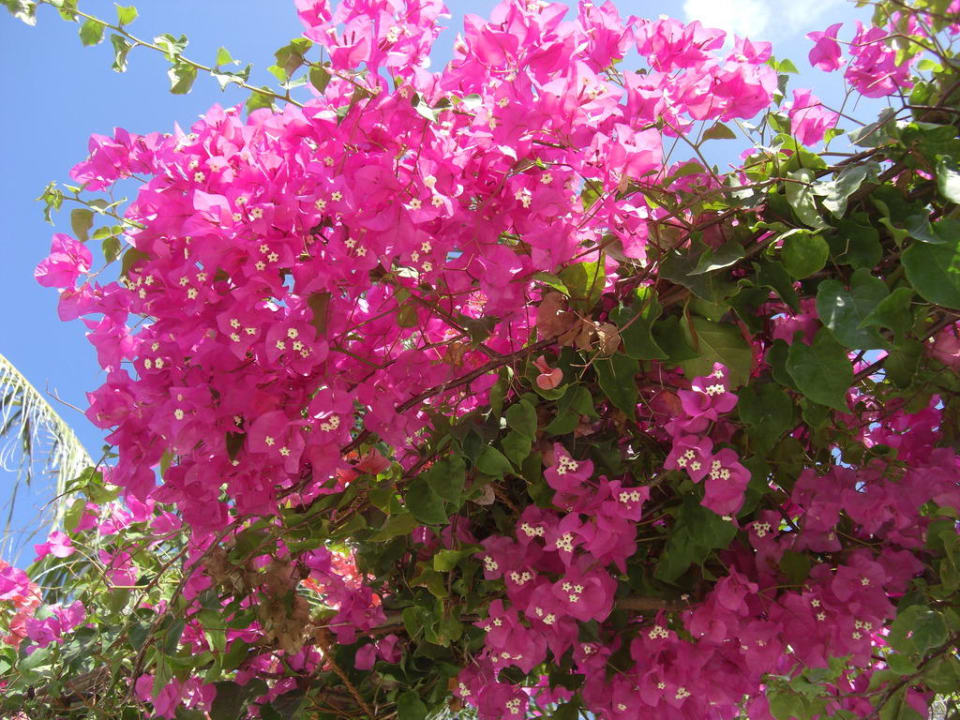 Blumenpracht LUX South Ari Atoll