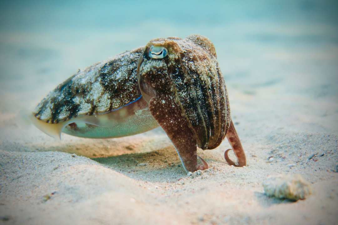 Strand Hotel Coral Garden