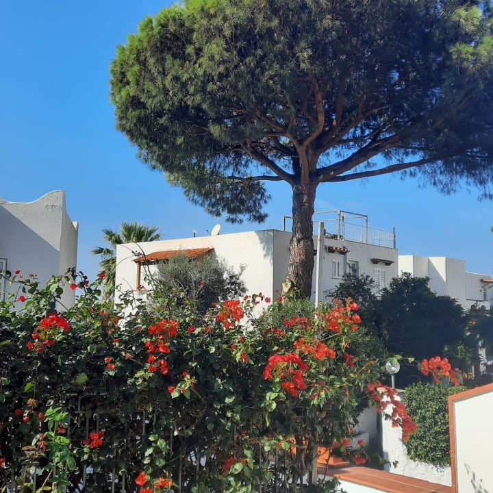 Gartenanlage Hotel Terme Royal Palm