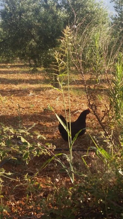 Gartenanlage Anemos Luxury Grand Resort