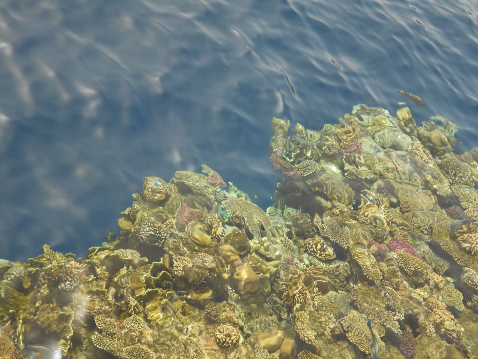 Klare Sicht! The Grand Hotel Sharm El Sheikh