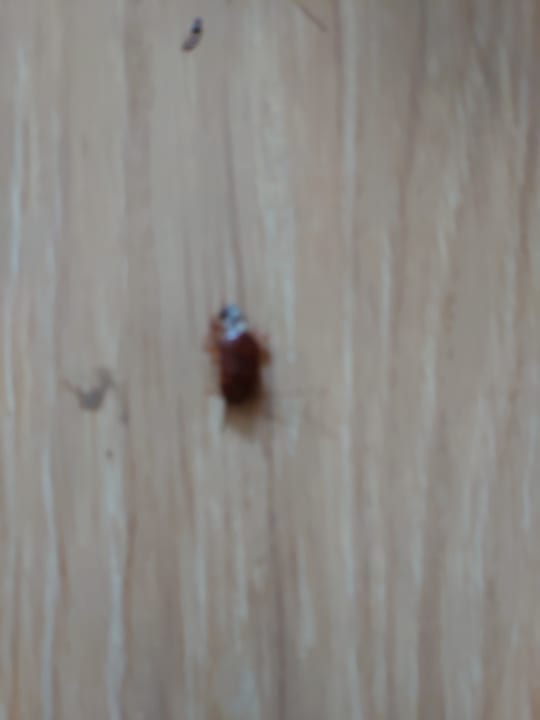 Zimmer Limak Limra Hotel & Resort