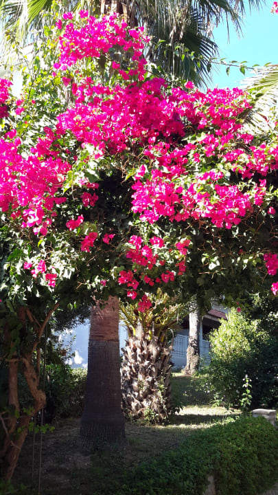 Garten  Hotel Defne Garden