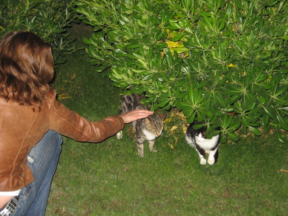 Katzen Megasaray Club Belek