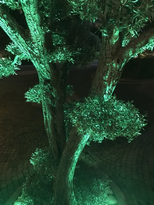 Gartenanlage Hane Family Resort