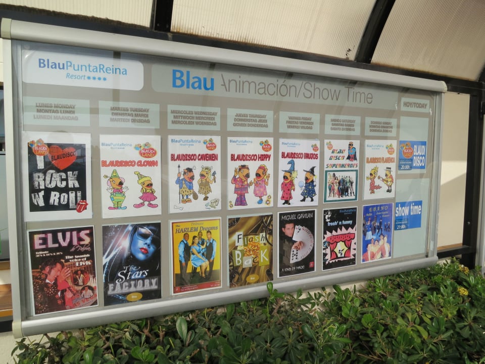 Shows blau punta reina