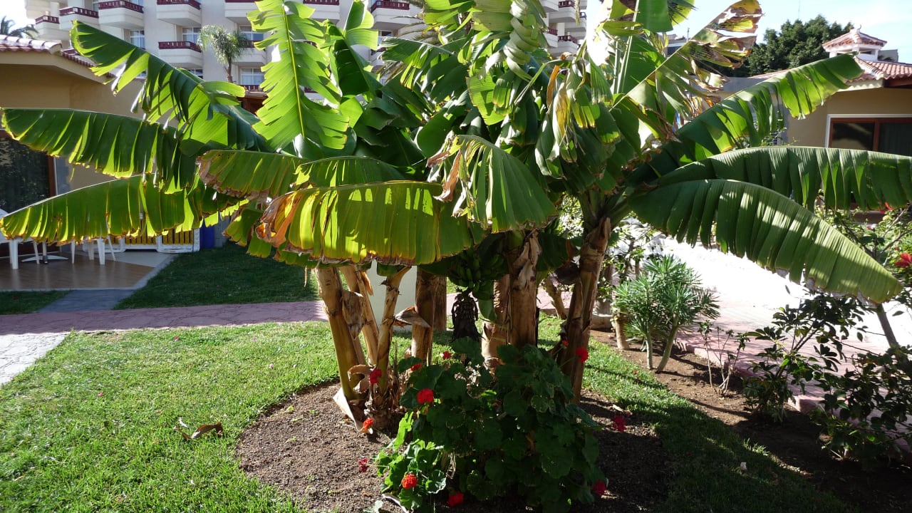 Frische Bananen HL Miraflor Suites Hotel