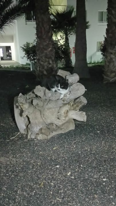 Sonstiges Sentido Aequora Lanzarote Suite