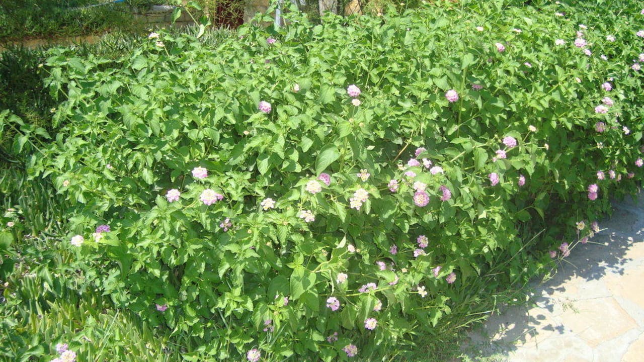 schöne Blumen Bella Resort & Spa