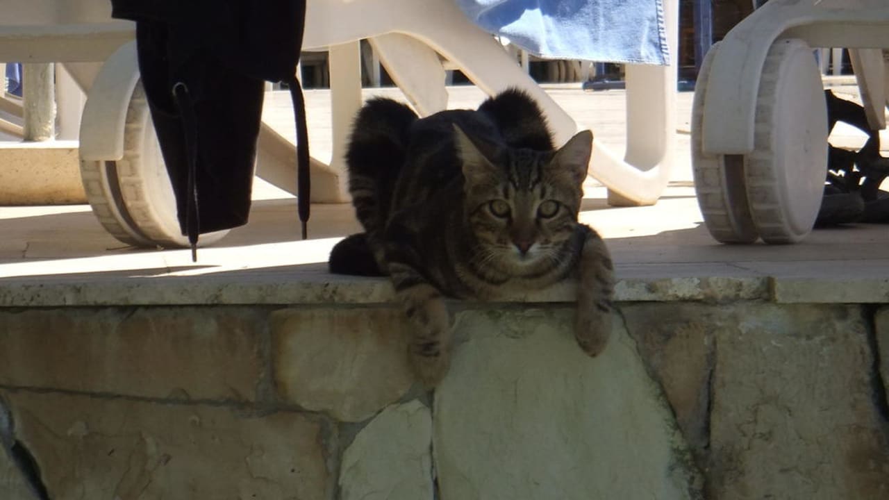 Hotelkatze am Actionpool Labranda Alantur Resort