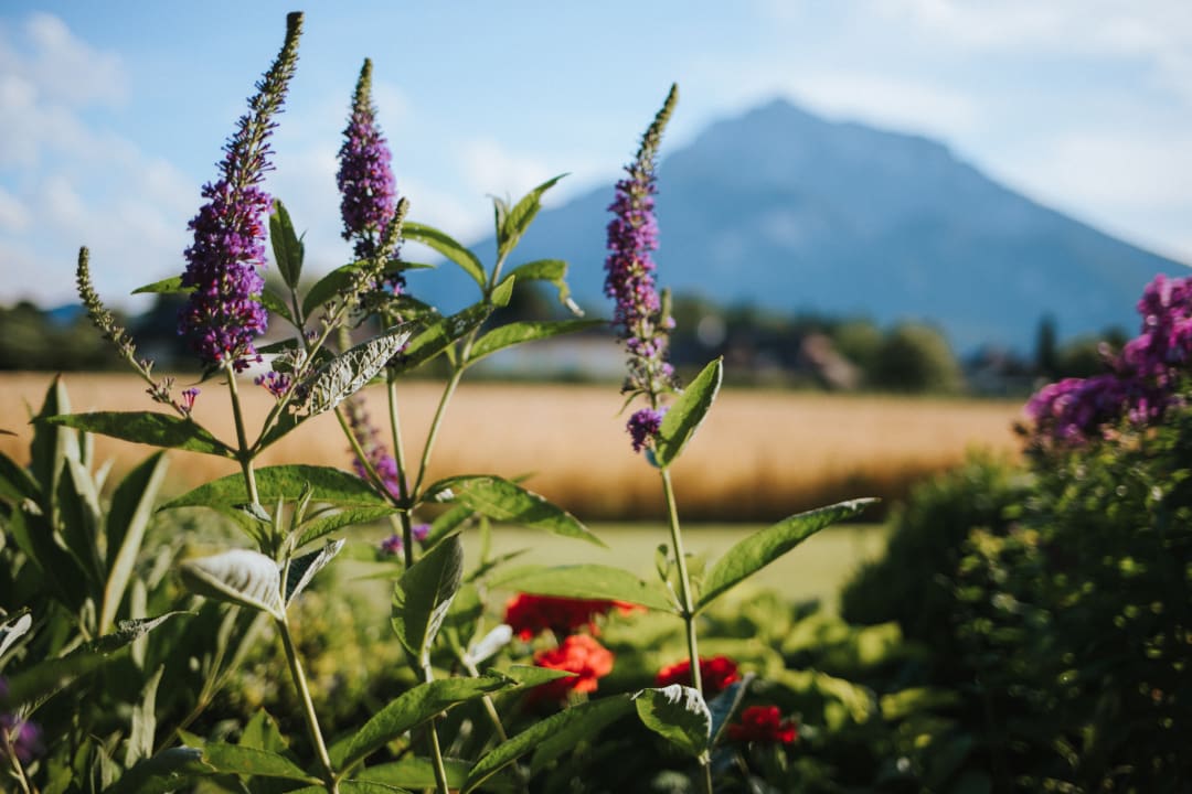 Ausblick Friesachers Aniferhof