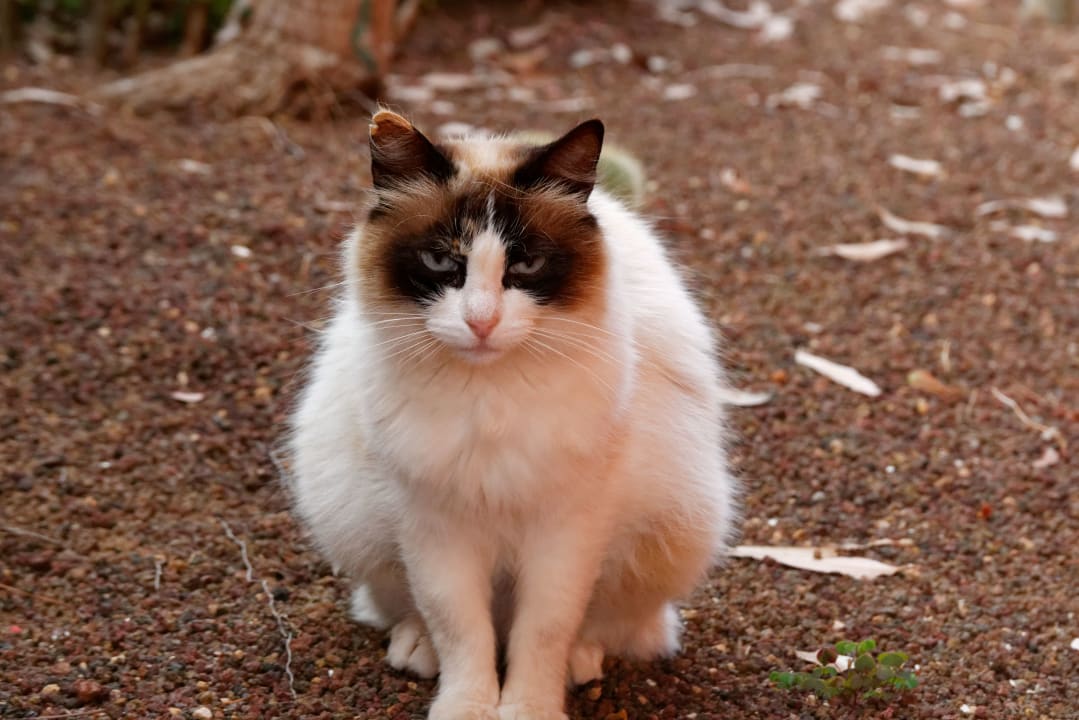 Sonstiges Apartments Ambassador