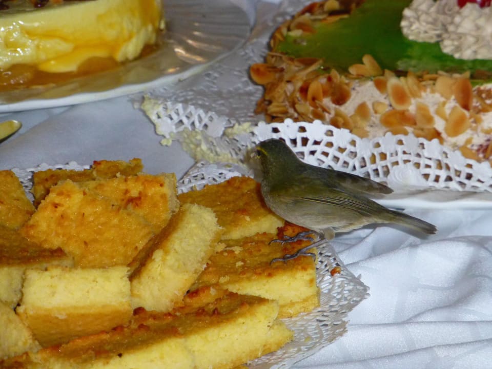 Auch Vögel essen im Buffetrestaurant Latino mit Hotel Playa Pesquero