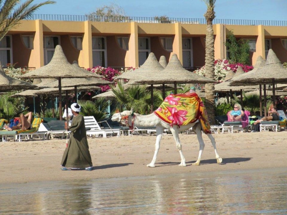 Hotelkamel Giftun Azur Resort