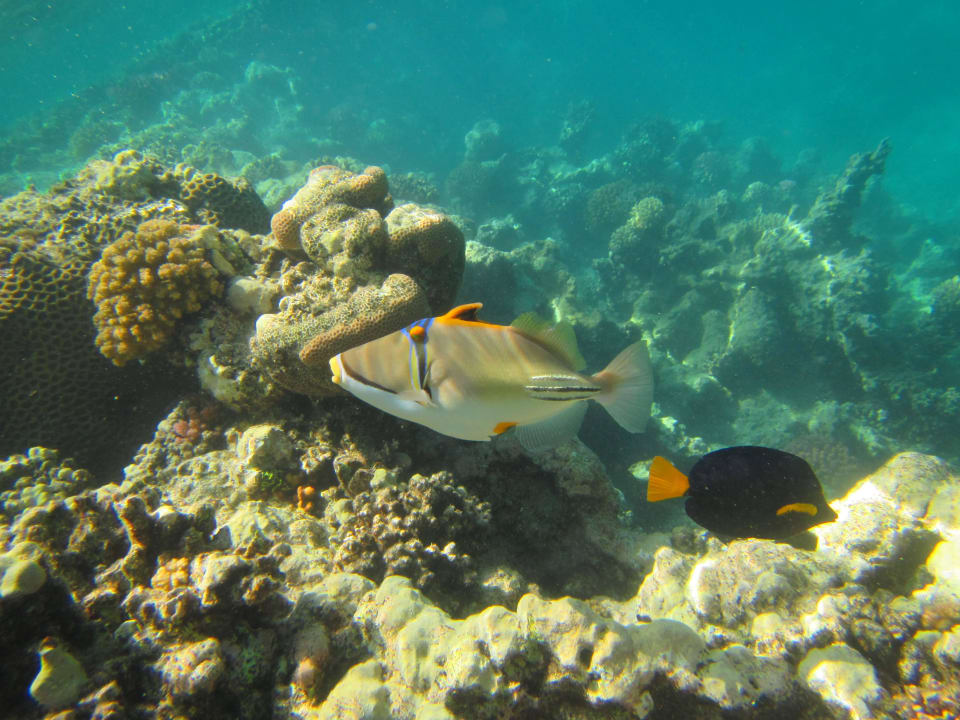 Kopf unter Steigenberger Coraya Beach - Adults only