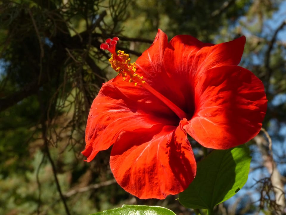 Exsotische Pflanzen Sentido Kyknos Beach Adults Only 16+