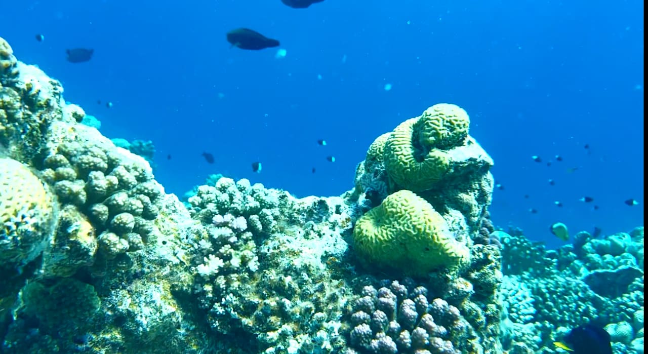 Strand Beach Safari Nubian Resort