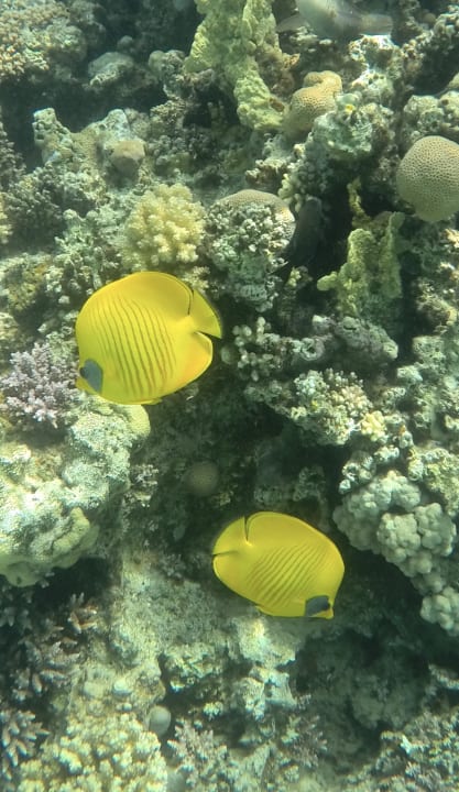 Sport & Freizeit Fort Arabesque Resort, Spa & Villas