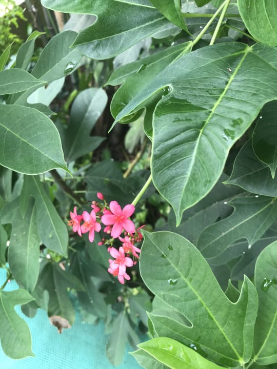 Gartenanlage Lokal Phuket